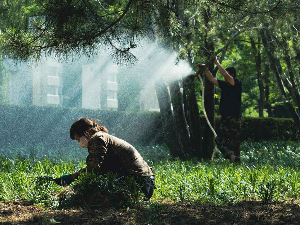 Landscaping in fresno